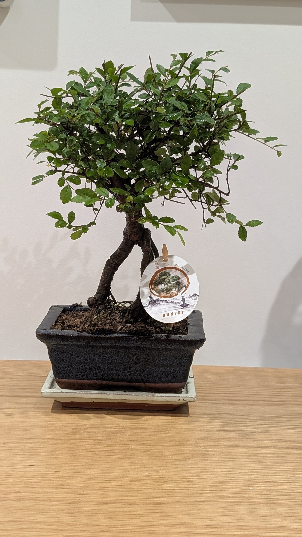 Chinese Elm Bonsai Tree ā Living Miniature Tree