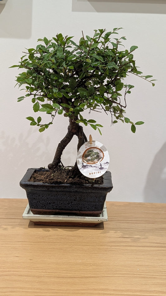 Chinese Elm Bonsai Tree – Living Miniature Tree
