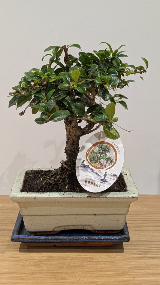 Carmona Bonsai Tree – Elegant Living Plant